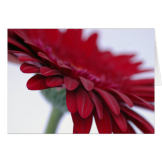 Cartão vermelho de veludo