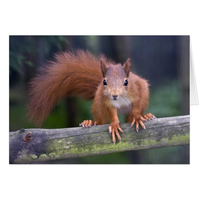 Cartão vermelho do bebê (Frente Horizontal)