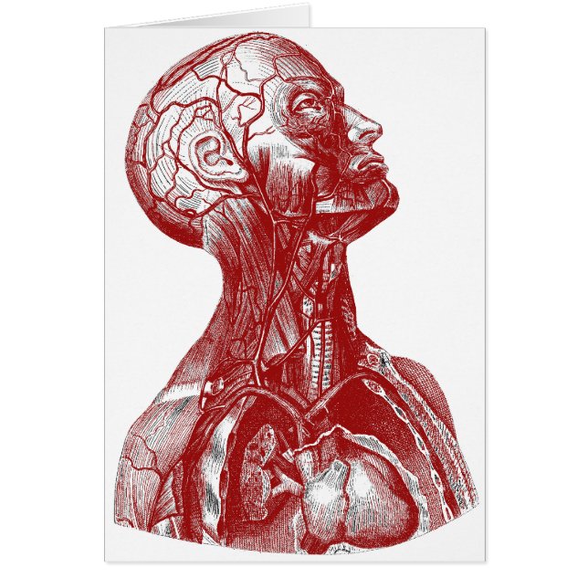 Cartão Vermelho do busto da anatomia (Frente)