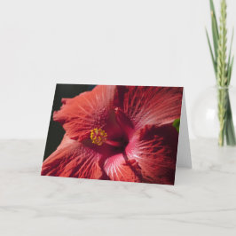 Cartão vermelho do hibiscus