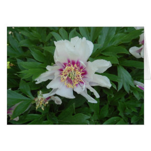 Cartão Vermelho e branco