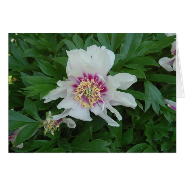 Cartão Vermelho e Branco (Frente Horizontal)