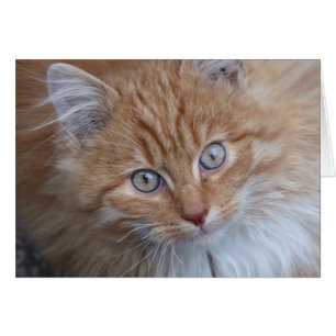 Cartão Vermelho e Branco, Cabelo Longo, Face De Gato