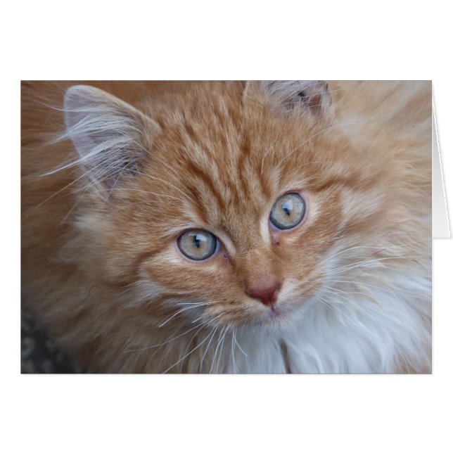 Cartão Vermelho e Branco, Cabelo Longo, Face De Gato (Frente Horizontal)