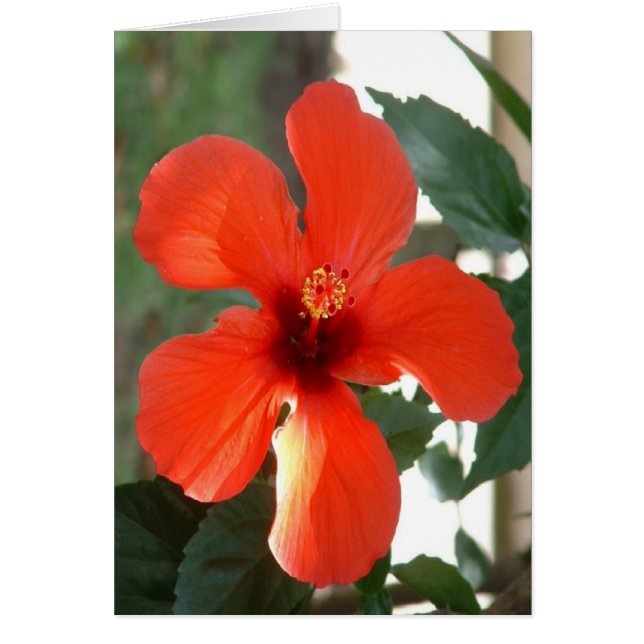 Cartão Vermelho grande (Frente)