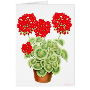 Cartão vermelho Variegated dos gerânio