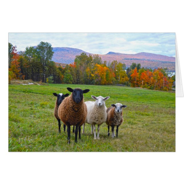 Cartão Vermont Sheep no outono (Frente Horizontal)