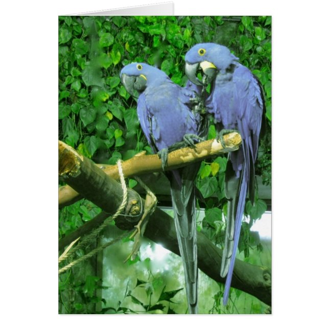 Cartão Vertical de Partes Gêmeas Azul (Frente)