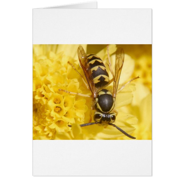 Cartão Vespas (Frente)