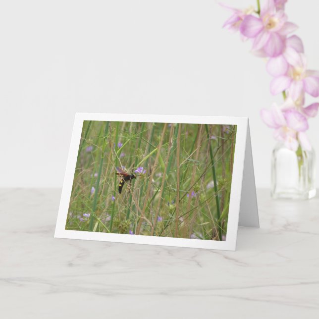 Cartão Vespinha-do-mato - Megascolia maculata (Orquídea)