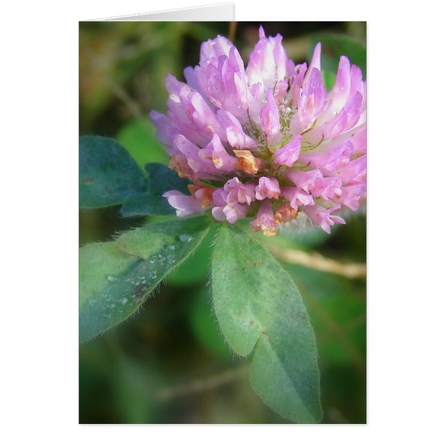 Cartão Véu (Frente)