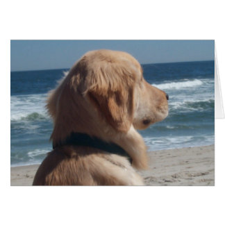 Cartão Vice-rei na praia