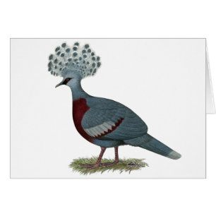 Cartão Victoria Crowned Pigeon