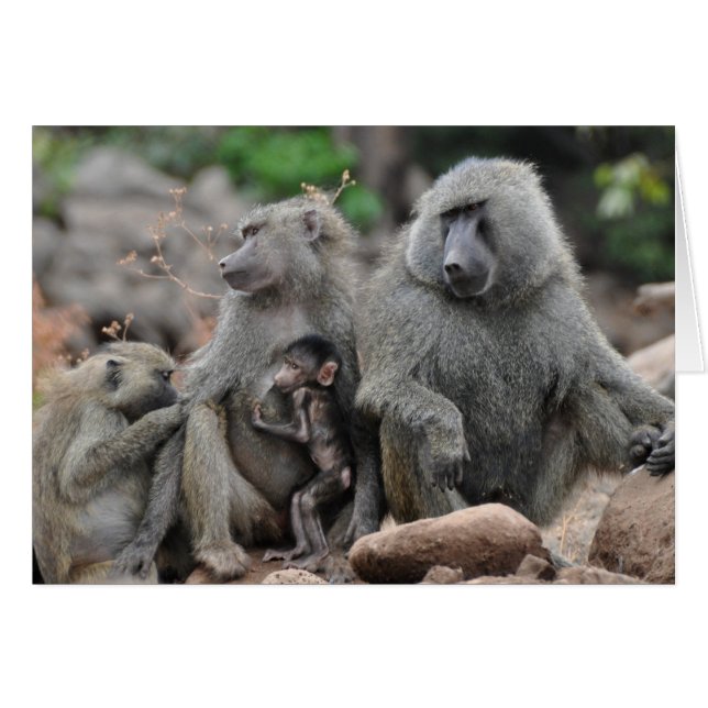 Cartão Vida encantada, lago Manyara (Frente Horizontal)
