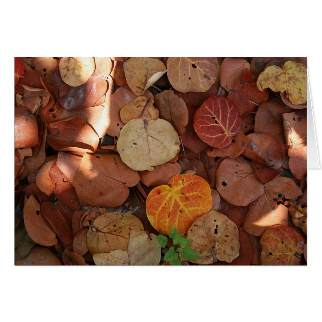 Cartão Vida Estática do Parágrafo (Frente Horizontal)