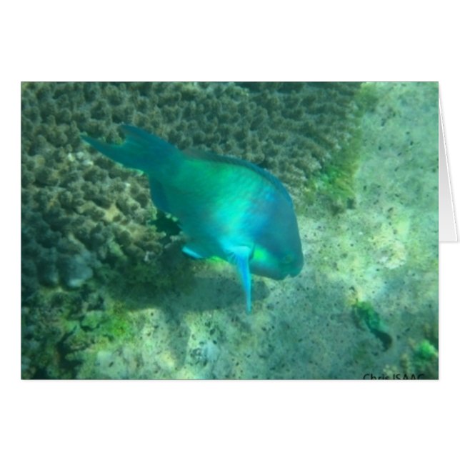 Cartão Vida marinha (Frente Horizontal)