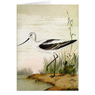 Cartão Vida Marinha Antiga Aves Litorâneas, Aves Recurvir