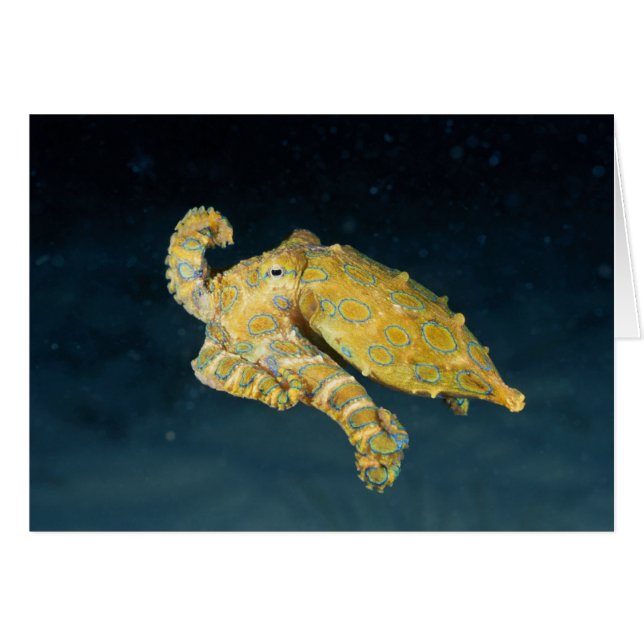 Cartão Vida marítima - Octopus (Frente Horizontal)