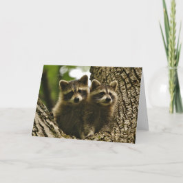 Cartão Vida Selvagem - Baby Raccoons Photo