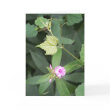 Vida Simples... Não é uma citação simples