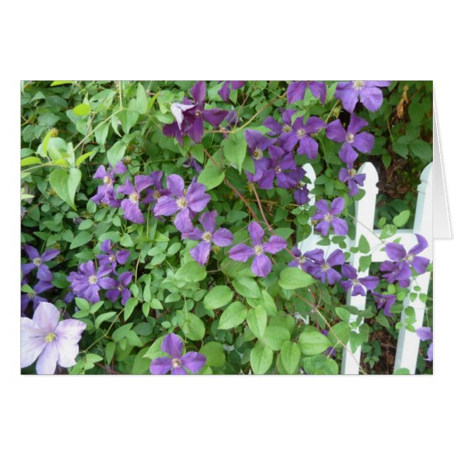 Cartão Videira de arrasto (Frente horizontal)