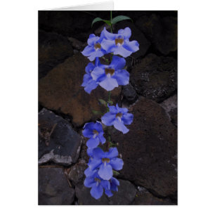 Cartão Videira de trombeta de Bengal