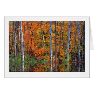 Cartão Vidoeiros na maré-alta