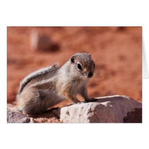 Cartão Vigia esperançosa