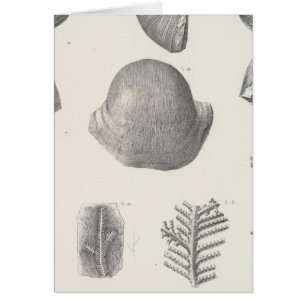 Cartão VII Carbonífero