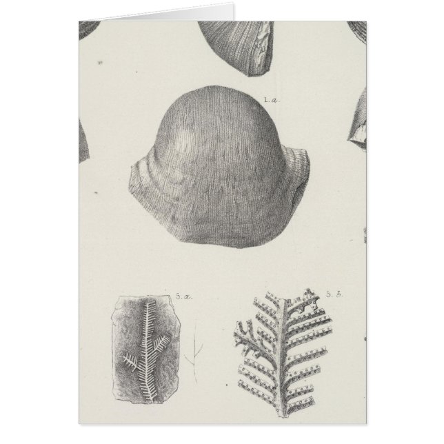 Cartão VII Carbonífero (Frente)