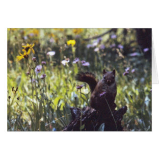 Cartão Vind_River_Range_Chickaree