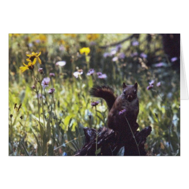 Cartão Vind_River_Range_Chickaree (Frente Horizontal)