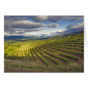 Cartão Vineyard. Vale Napa. Napa. Condado de Napa,