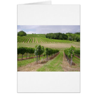 Cartão Vineyard - Vinhedo (Bordéus - França) 03