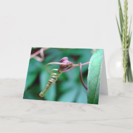 Cartão Vinha da Paixão