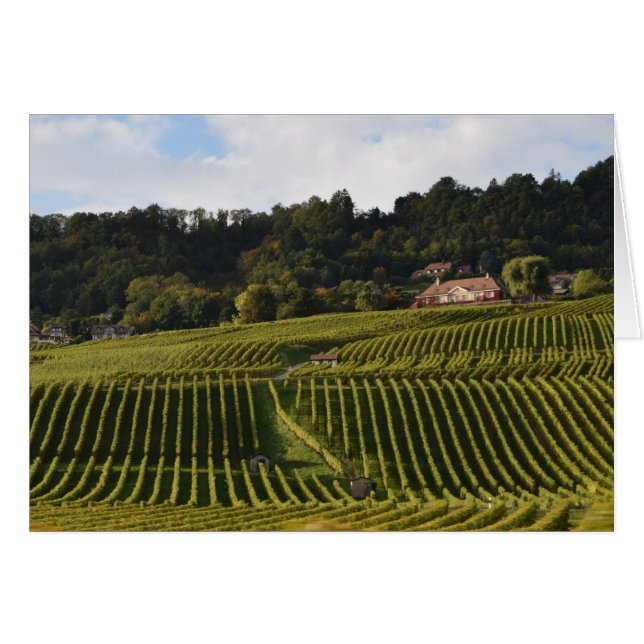 Cartão Vinhas ao anoitecer (Frente Horizontal)