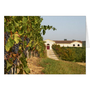 Cartão Vinhas, videiras petit verdot e a adega ao