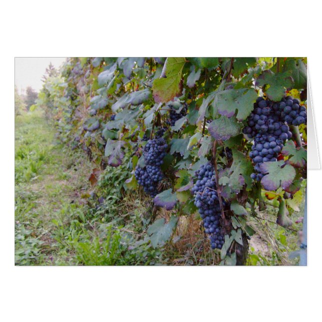 Cartão Vinhedo (Frente Horizontal)