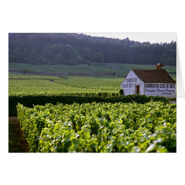 Cartão vinhedo Chambertin Clos de Beze Grand Cru com (Frente Horizontal)