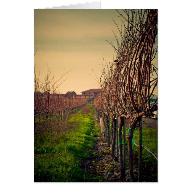 Cartão Vinhedos de Califórnia (Frente)