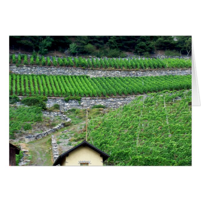 Cartão Vinhedos na suiça (Frente Horizontal)