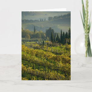 Cartão Vinícola, Toscana, Itália