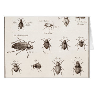 Cartão Vintage 1800s Insetos Insetos besouros Ilustraçã