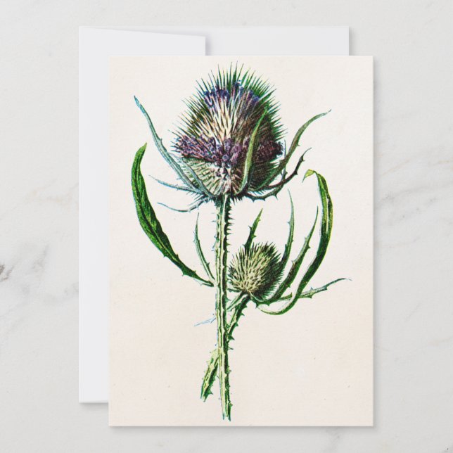 Cartão Vintage 1902 Old Scottish Thistle Wild Flower (Frente)