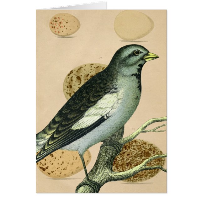 Cartão Vintage Bird Digital Art (Frente)
