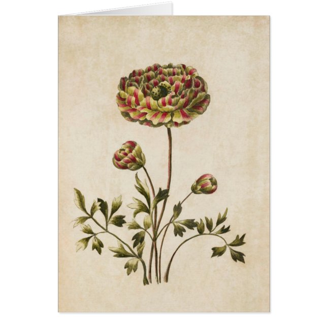 Cartão Vintage Botânica Floral Ranunculus Ilustração (Frente)