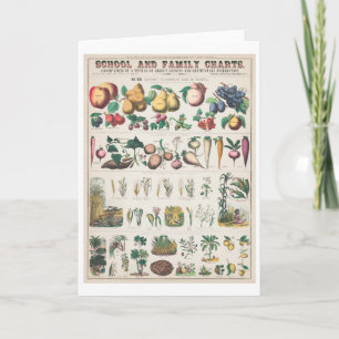 Cartão Vintage Botanical Chart: Usos Econômicos das Plant