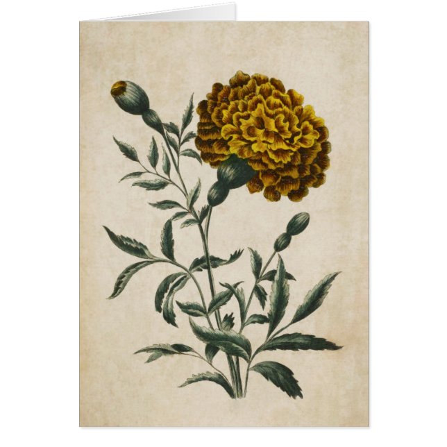 Cartão Vintage Botanical Floral African Marigold (Frente)