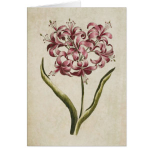 Cartão Vintage Botanical Floral Guernsey Lily