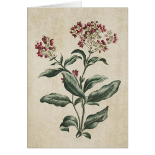 Cartão Vintage Botanical Floral Laurestina Ilustração